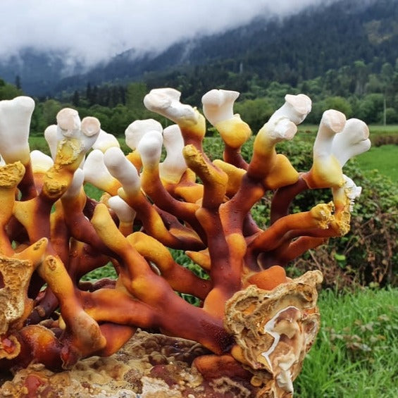 Antler Reishi Mushroom Grow-At-Home Kit • Foragers Galley – Blooms + Flora