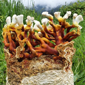 Antler Reishi Mushroom Grow-At-Home Kit • Foragers Galley