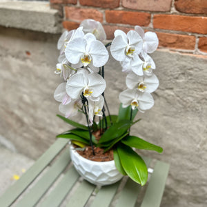 Orchid Planter