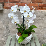 Orchid Planter