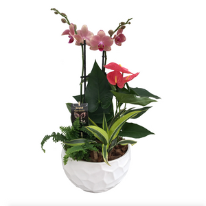 Tropical Orchid Planter