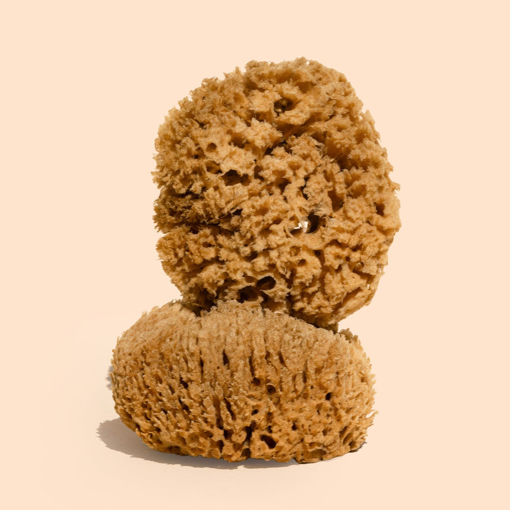 Body Sea Sponge