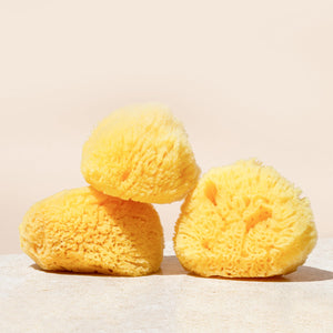 Silk Sea Sponge