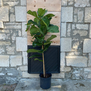 12" Ficus Lyrata aka Fiddle Leaf Fig