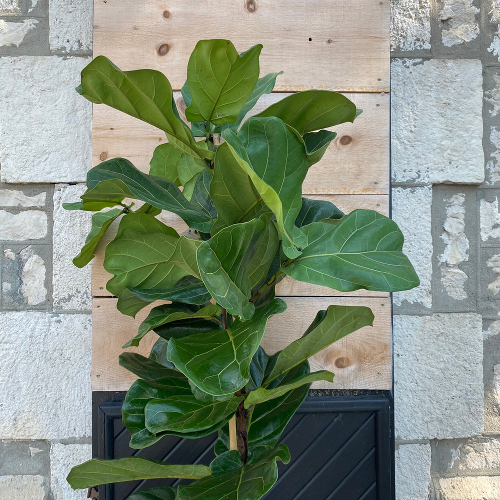 12" Ficus Lyrata aka Fiddle Leaf Fig